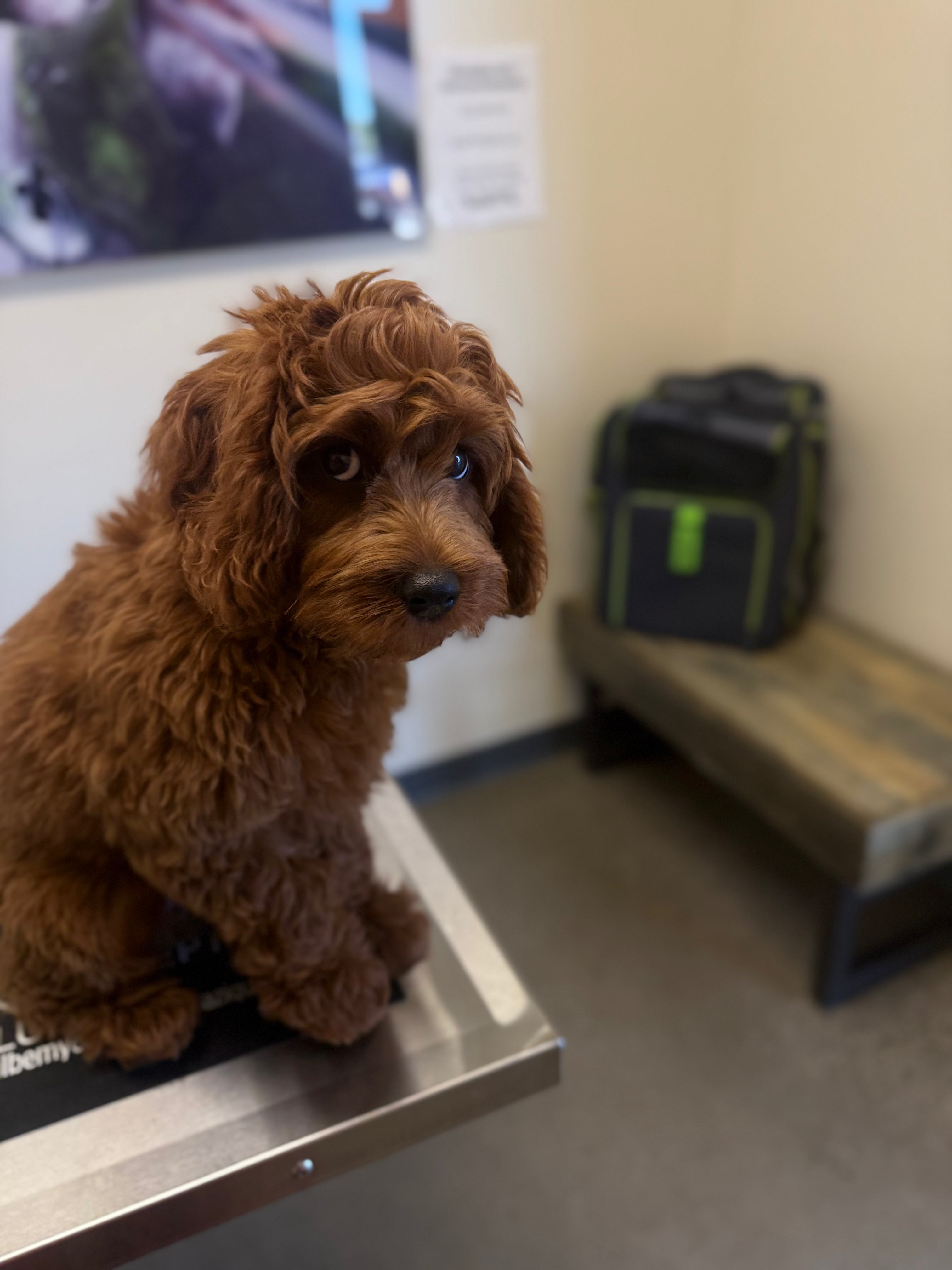 How to Train Your Pet to Love Their Carrier Backpack | Set4Pets
